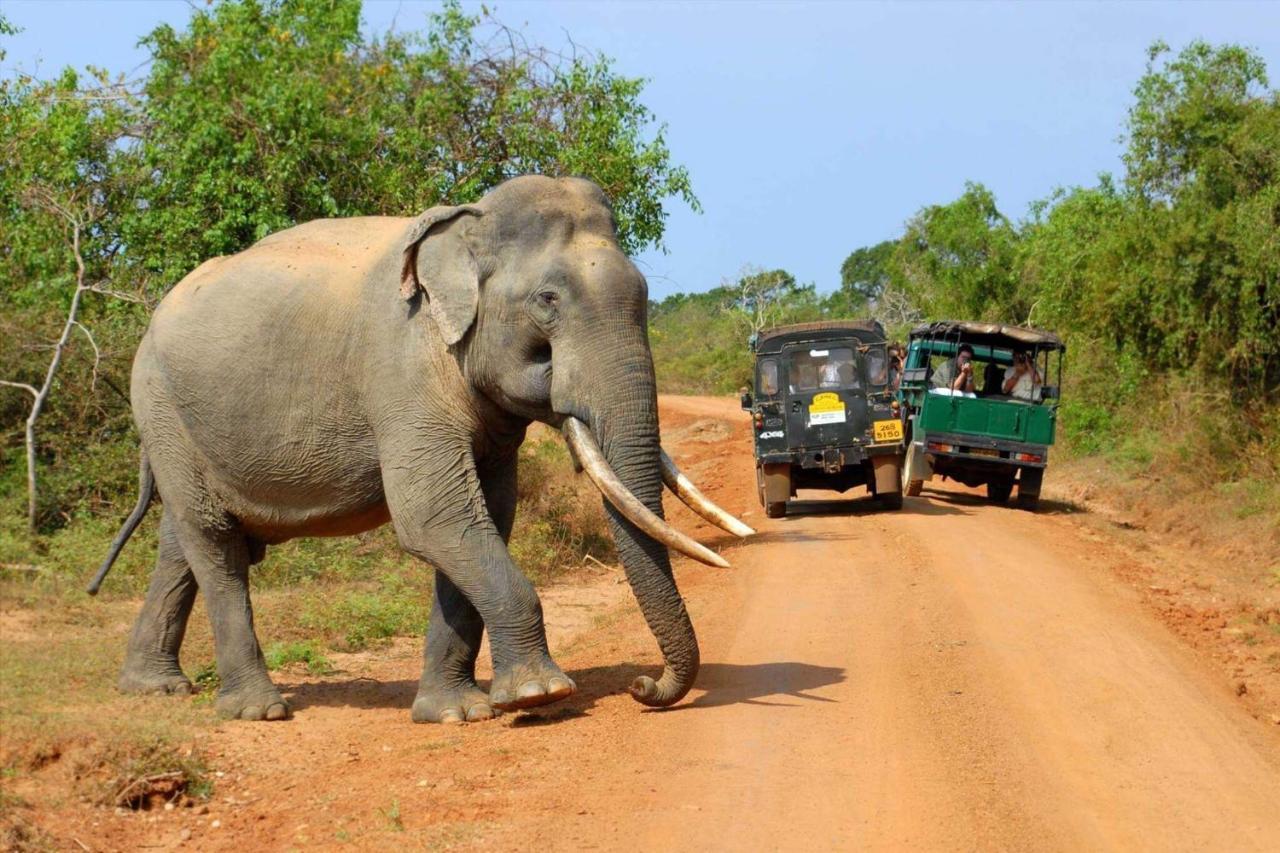 Leesa Villa Safari Resort Udawalawe Eksteriør billede