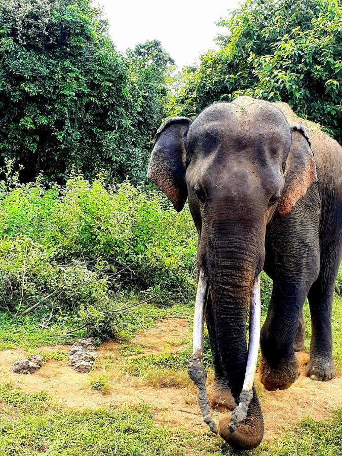 Leesa Villa Safari Resort Udawalawe Eksteriør billede